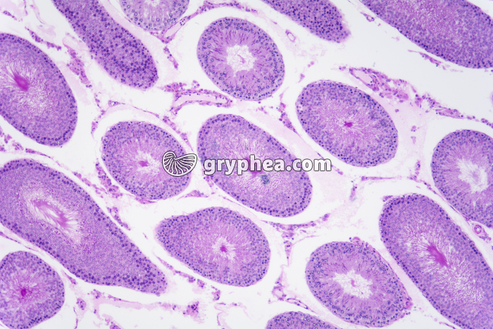 Testicule de Cobaye x25 - gryphea.com